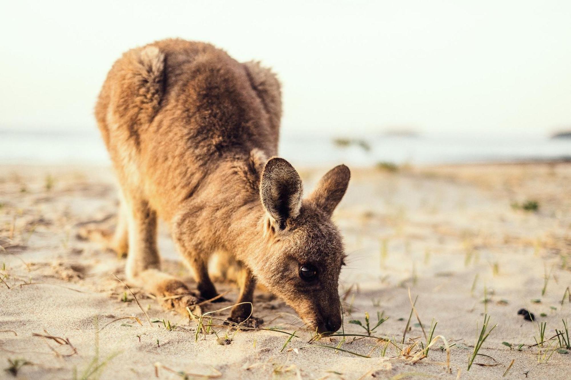 Pebbly Beach Escape East Lynne Luaran gambar